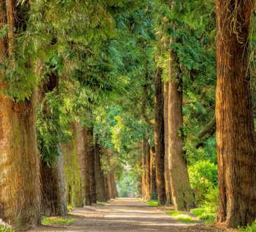 Healing Power of Nature